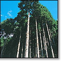 杉の写真
