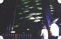 県立足摺海洋館の写真