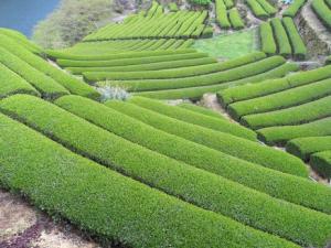 仁淀川町の茶畑