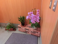 ゆういんぐ四万十
