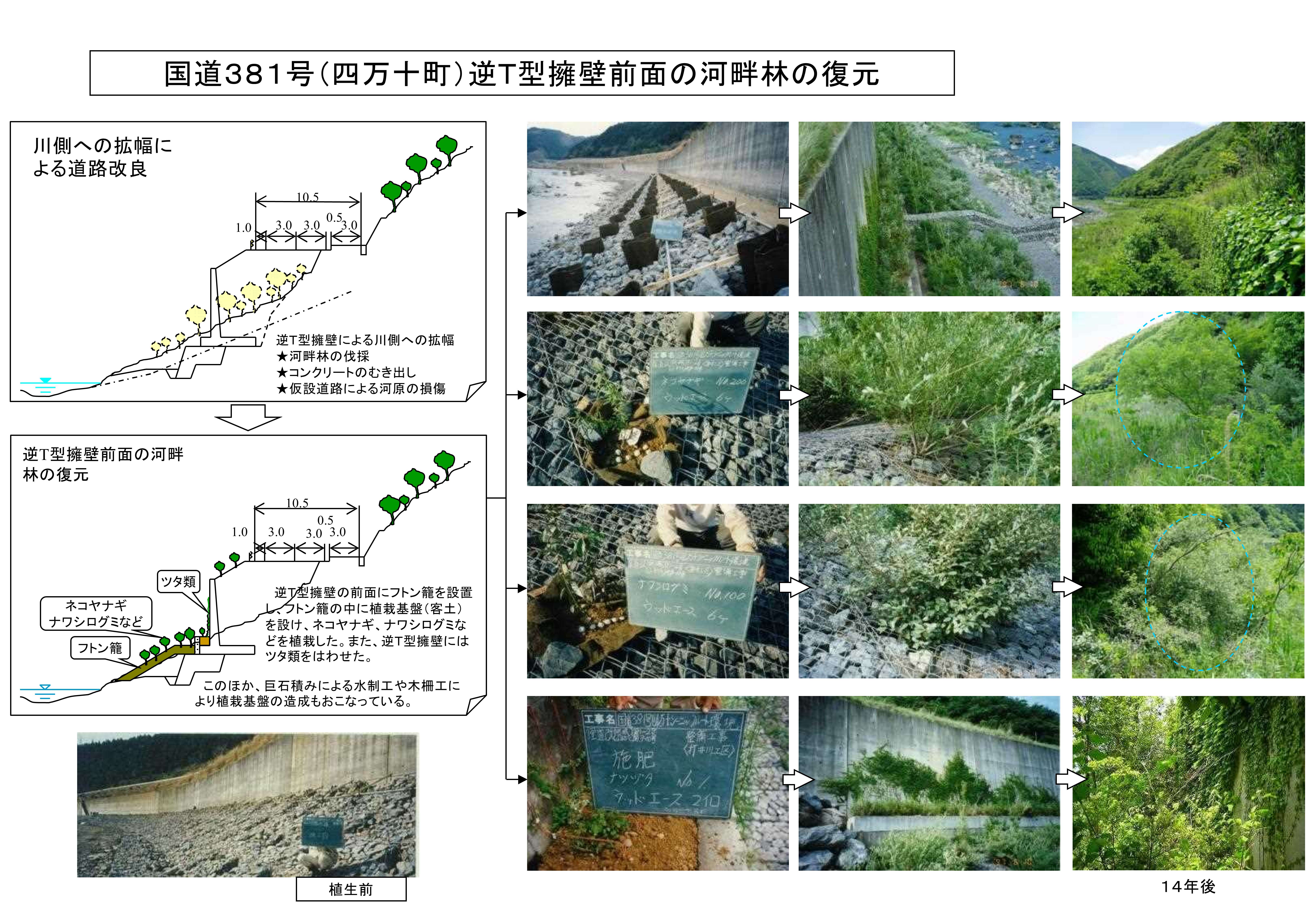 国道３８１号（四万十町）逆Ｔ型擁壁前面の河畔林の復元