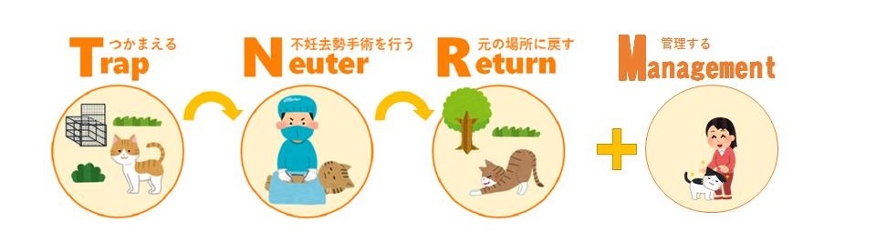 TNR+M