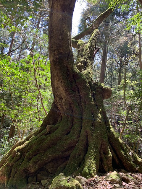 横倉山の巨木
