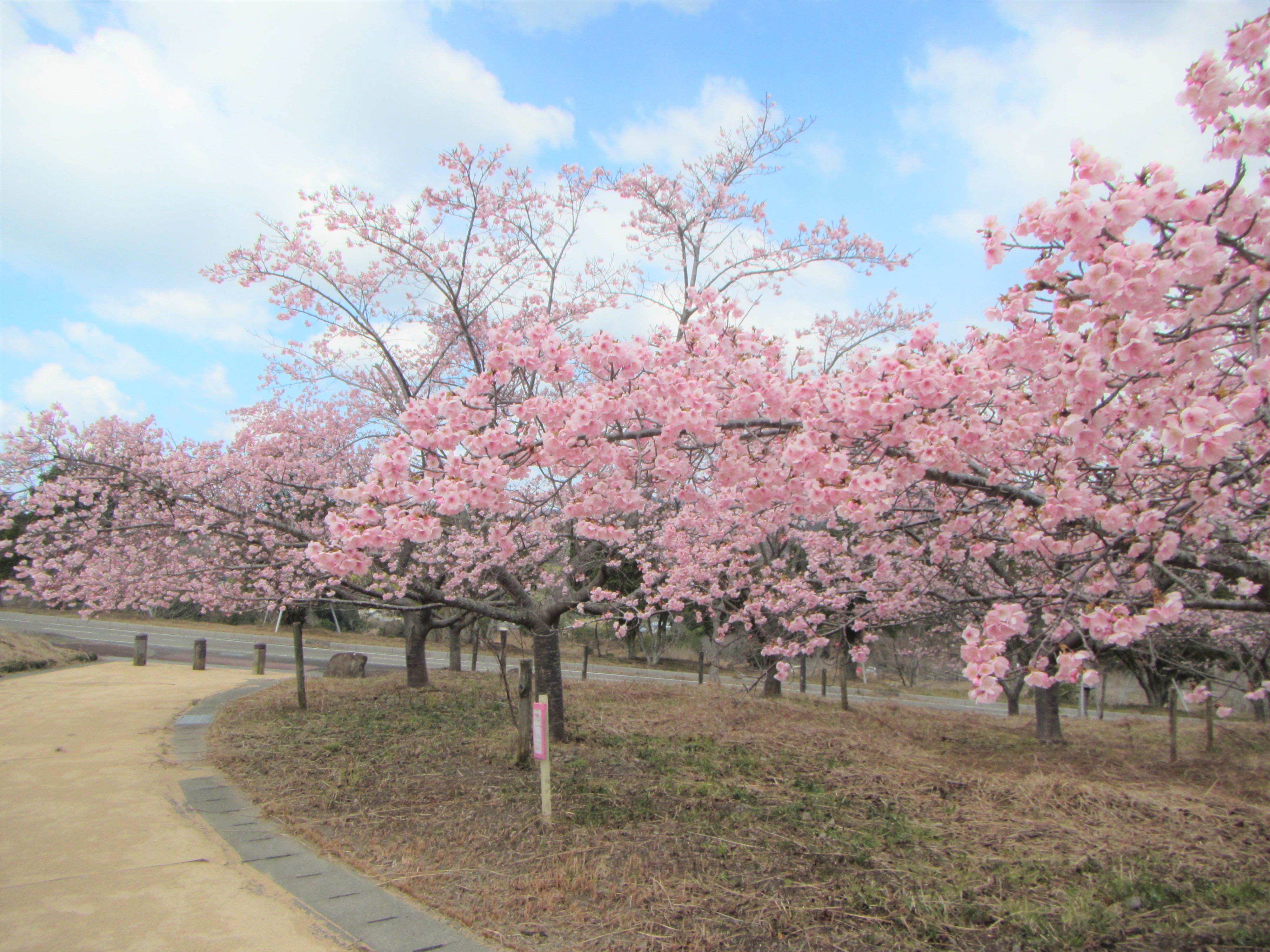 室戸広域公園　桜の開花状況