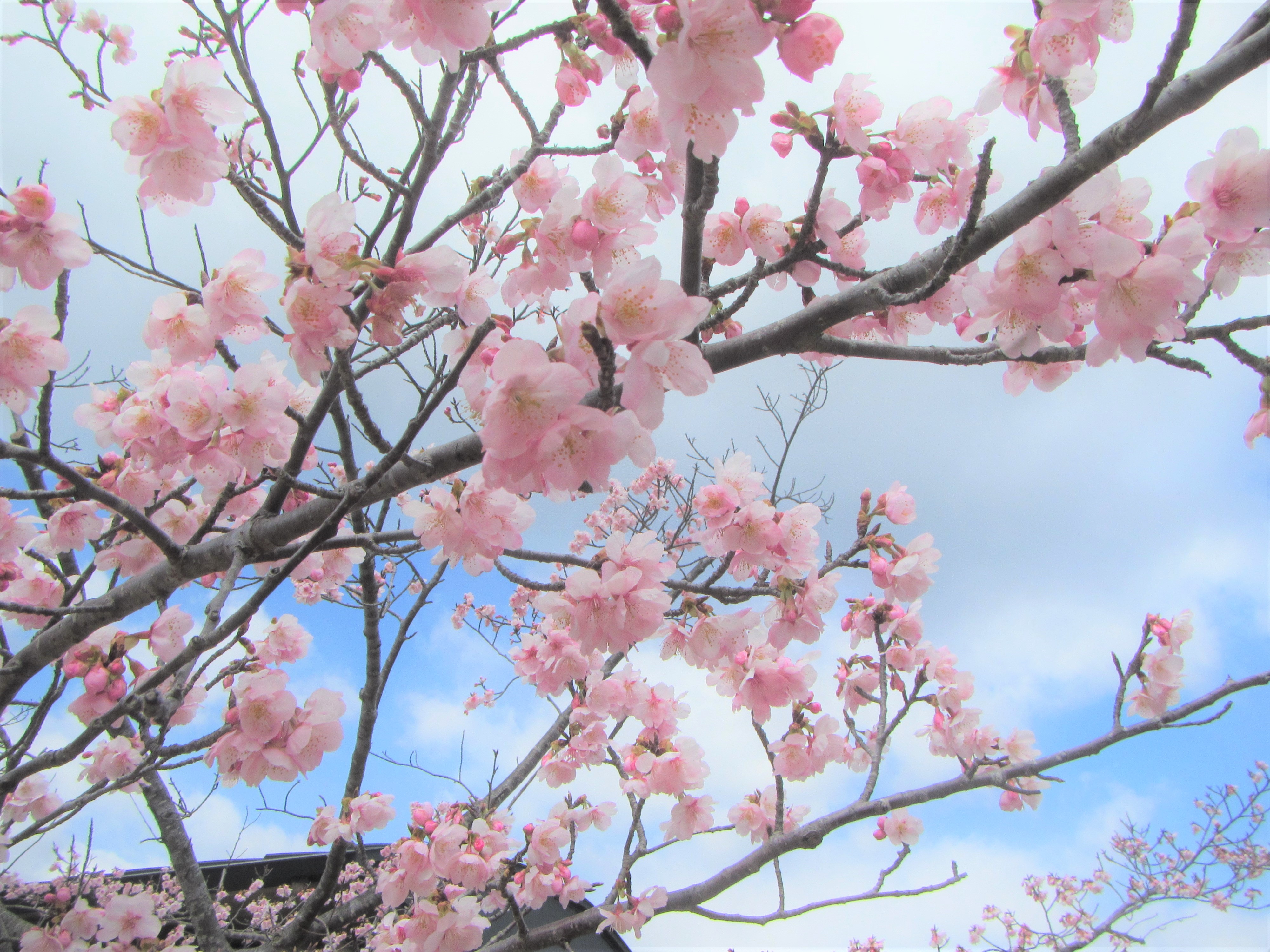 室戸広域公園　桜の開花状況