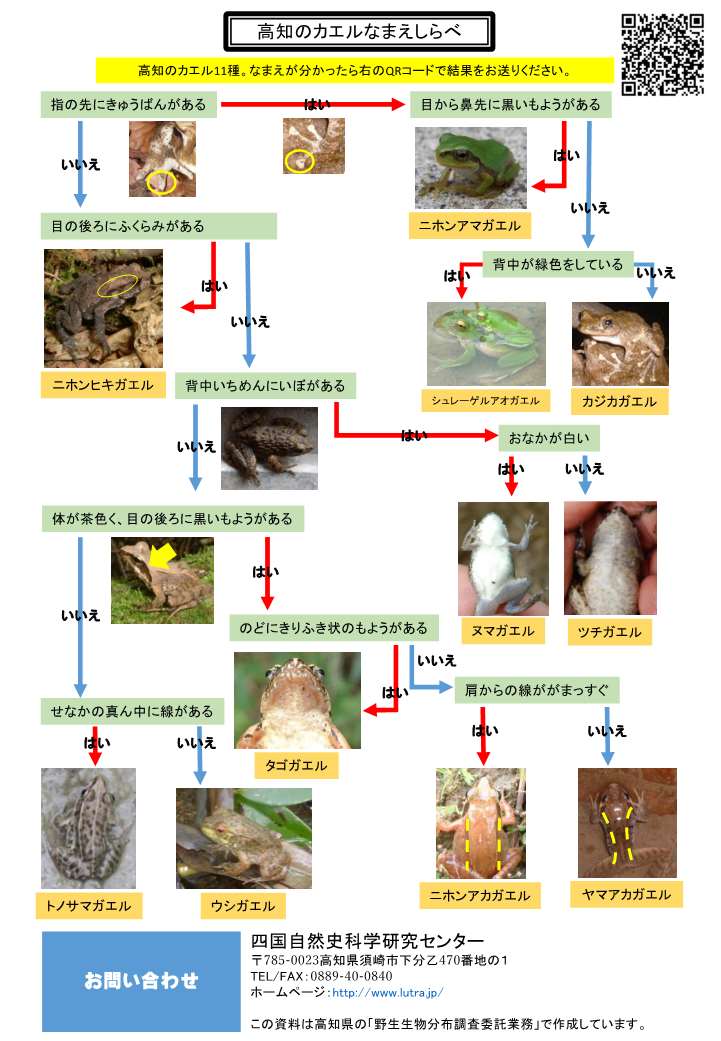 カエル検索表_1