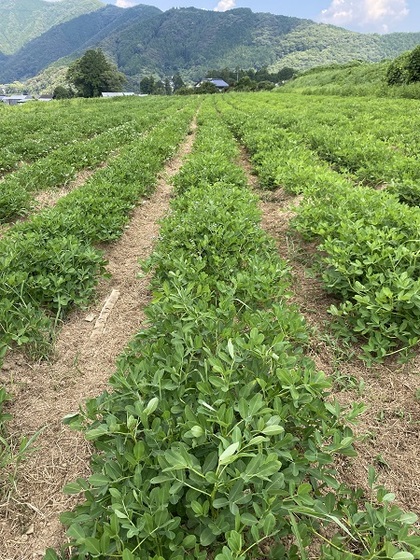 落花生圃場