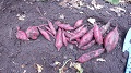 DSCF5640