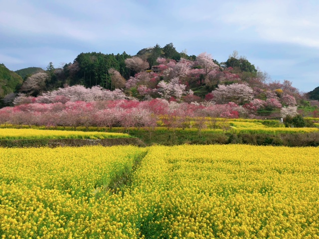 西川花公園