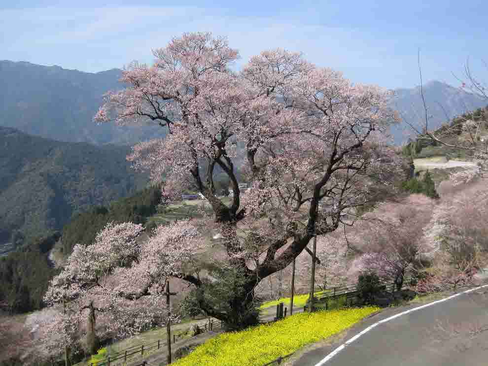 ひょうたん桜