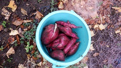 R6どきどき探検隊