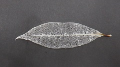 R6どきどき探検隊