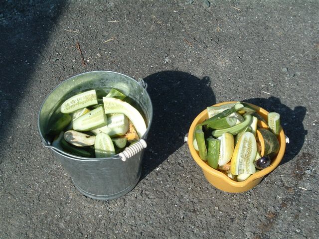 エサ（野菜）