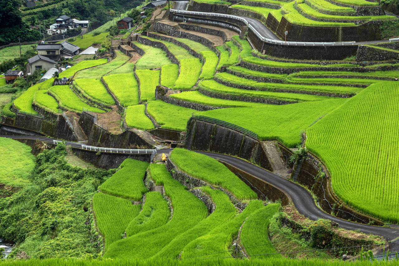 青田道