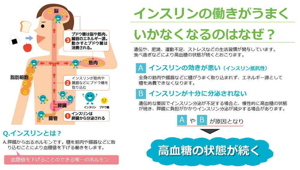 インスリン図 インスリン