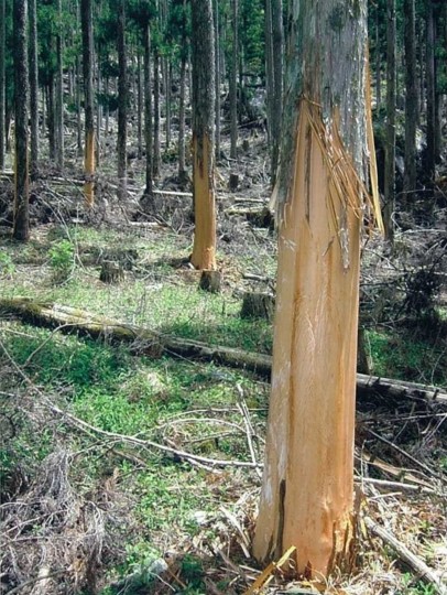 シカ被害写真_1