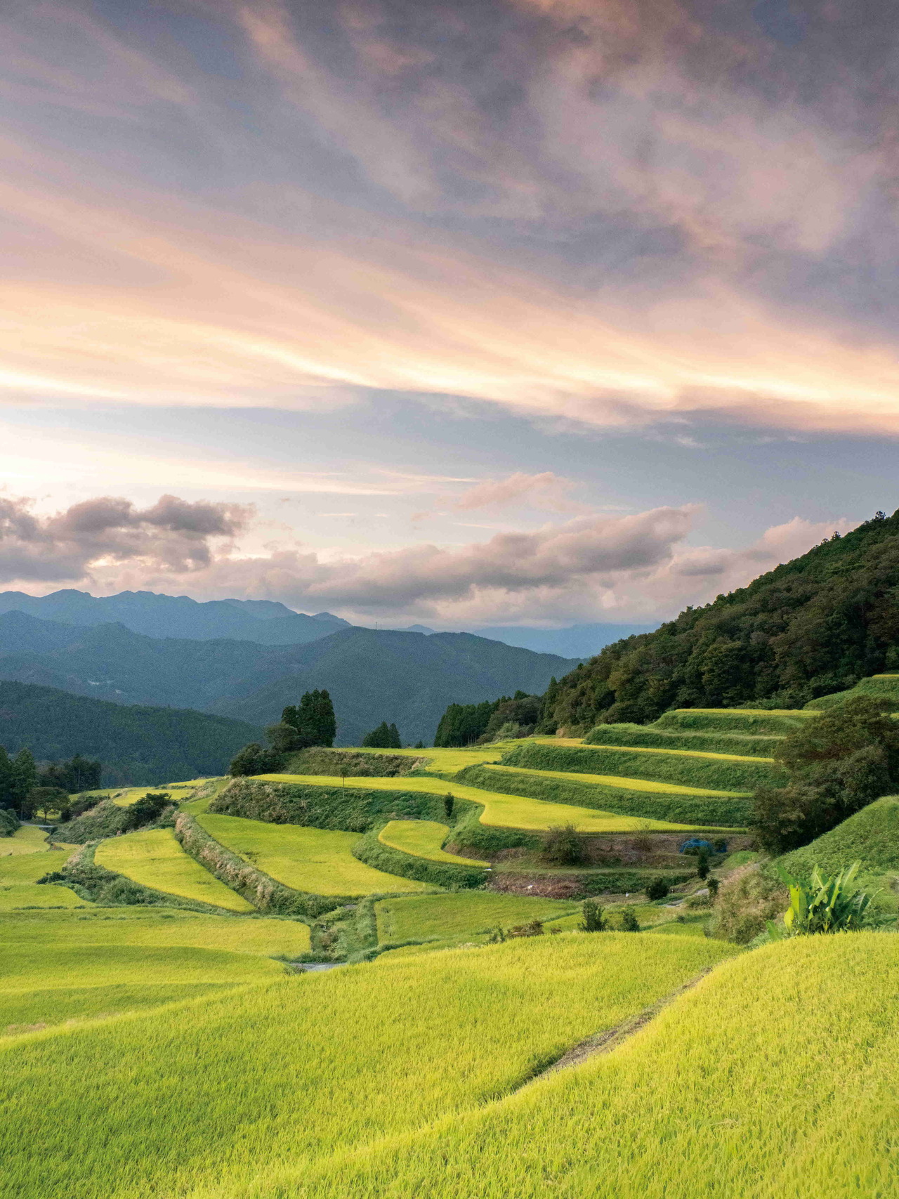 高須の棚田(土佐町)