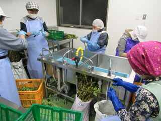 梅の木_創る部会