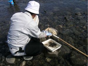 カワムシ カワムシ