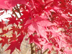高知市鏡焼野森林公園紅葉１