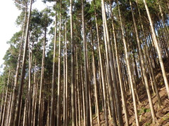 高知市鏡絆の森