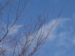 高知市鏡焼野森林公園・空