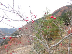 高知市鏡焼野森林公園紅葉２