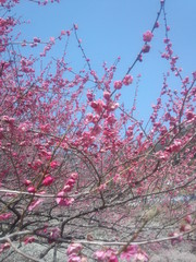 高知市土佐山嫁石・梅