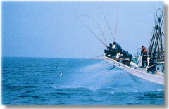 katsuo11