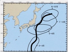 katsuo2