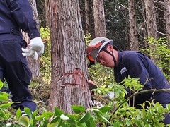 間伐