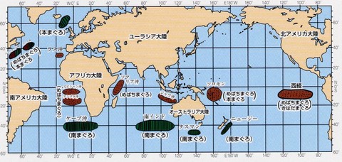 maguro2