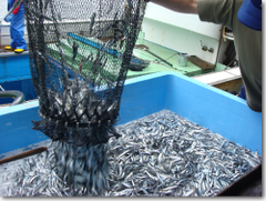 fish-r-pic11-2