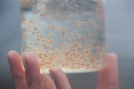 養殖用稚魚 養殖用稚魚